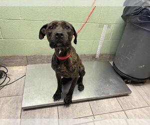 American Staffordshire Terrier-Unknown Mix Dogs for adoption in Grand Prairie, TX, USA