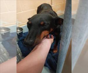 Doberman Pinscher-Greyhound Mix Dogs for adoption in Tulsa, OK, USA