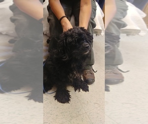 Cocker Spaniel Dogs for adoption in Rock Springs, WY, USA