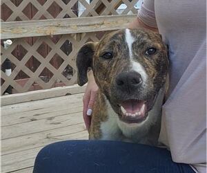 American Pit Bull Terrier-Unknown Mix Dogs for adoption in Murfreesboro, NC, USA