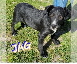 Mutt Dogs for adoption in Lone Oak, TX, USA