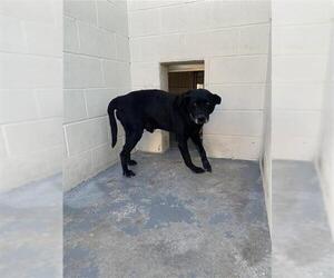 Labrador Retriever Dogs for adoption in Corpus Christi, TX, USA