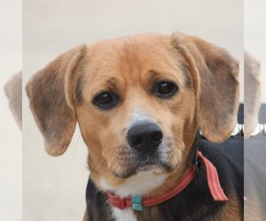 Bagle Hound Dogs for adoption in Huntley, IL, USA