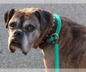 Boxer Dogs for adoption in Boonton, NJ, USA