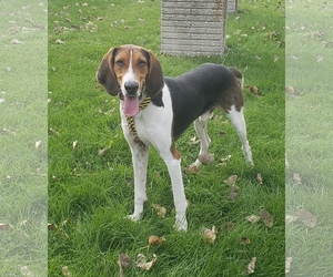 Treeing Walker Coonhound Dogs for adoption in South Amana, IA, USA