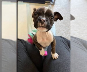 Mutt Dogs for adoption in Catasauqua, PA, USA