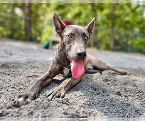 Dutch Shepherd -Unknown Mix Dogs for adoption in Myrtle Beach, SC, USA