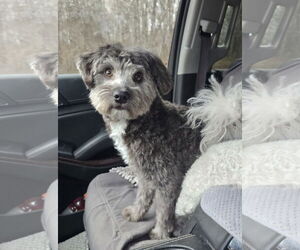 Poodle (Miniature)-Unknown Mix Dogs for adoption in Columbus, IN, USA