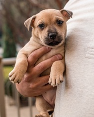 Small American Pit Bull Terrier Mix