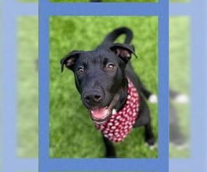 Labrador Retriever-Unknown Mix Dogs for adoption in Rockaway, NJ, USA