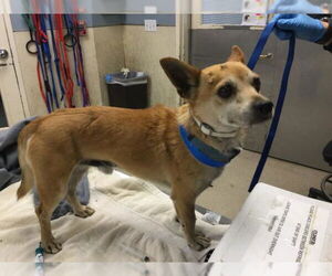 Chihuahua Dogs for adoption in Riverside, CA, USA