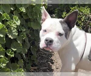 American Pit Bull Terrier Dogs for adoption in Martinez, CA, USA