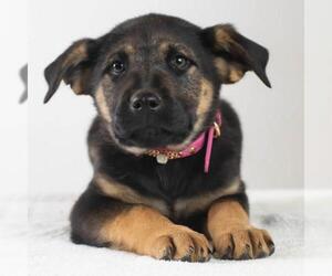 German Shepherd Dog-Unknown Mix Dogs for adoption in Minneapolis, MN, USA