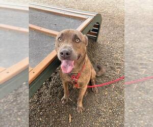 Labrador Retriever-Unknown Mix Dogs for adoption in Palmetto, FL, USA