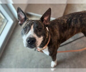 American Pit Bull Terrier-Unknown Mix Dogs for adoption in Tavares, FL, USA