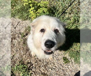 Great Pyrenees Dogs for adoption in Lake City, MI, USA