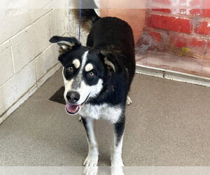 Australian Shepherd Dogs for adoption in San Bernardino, CA, USA