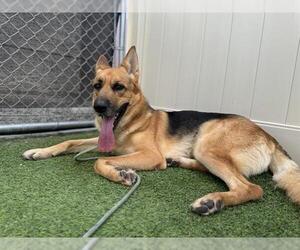 German Shepherd Dog-Siberian Husky Mix Dogs for adoption in Camarillo, CA, USA