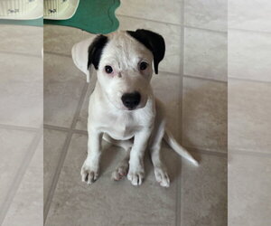 American Pit Bull Terrier-Unknown Mix Dogs for adoption in Davis, CA, USA