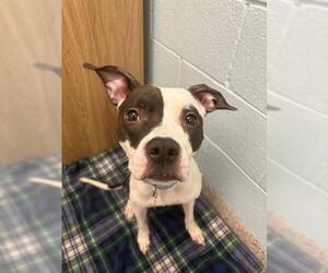 American Pit Bull Terrier Dogs for adoption in Brighton, CO, USA