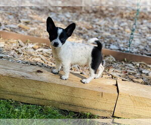 Chihuahua Dogs for adoption in Winter, WI, USA