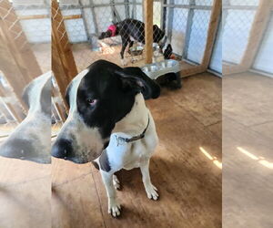 Great Dane Dogs for adoption in Palm Beach, FL, USA