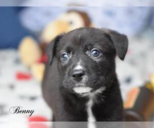 Borador Dogs for adoption in Montgomery, TX, USA