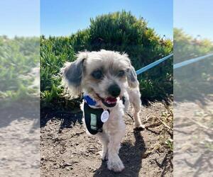 Schweenie Dogs for adoption in San Jose, CA, USA
