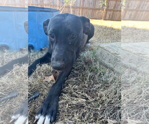 Labrador Retriever-Unknown Mix Dogs for adoption in Munford, TN, USA