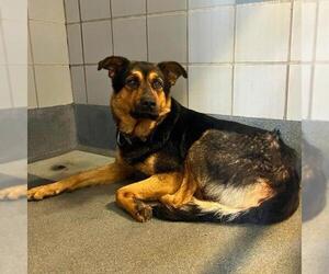 German Shepherd Dog-Unknown Mix Dogs for adoption in San Antonio, TX, USA