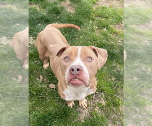 American Pit Bull Terrier Dogs for adoption in Lee's Summit, MO, USA