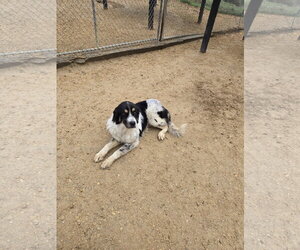 Great Pyrenees Dogs for adoption in Maquoketa, IA, USA