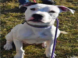 Medium Photo #1 American Staffordshire Terrier Puppy For Sale in Ogden, UT, USA