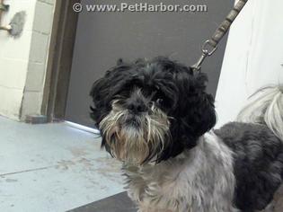 Shih Tzu Dogs for adoption in Conroe, TX, USA
