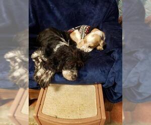 Cocker Spaniel Dogs for adoption in Mount Juliet, TN, USA