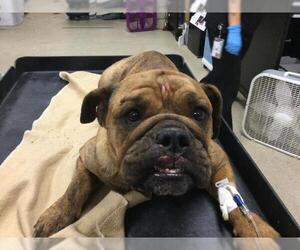 Bulldog-Unknown Mix Dogs for adoption in Riverside, CA, USA