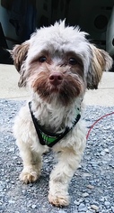 Havanese Dogs for adoption in Nashville, TN, USA