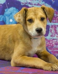 Catahoula Leopard Dog-Unknown Mix Dogs for adoption in Bristol, TN, USA