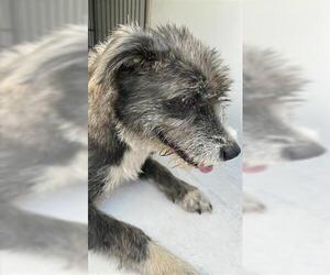 Mutt Dogs for adoption in Houston, TX, USA