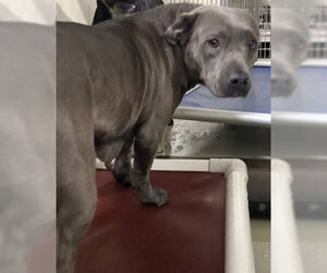Mutt Dogs for adoption in Bakersfield, CA, USA