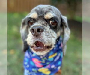 Cocker Spaniel Dogs for adoption in Arlington, VA, USA