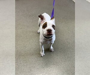 Mutt Dogs for adoption in San Bernardino, CA, USA