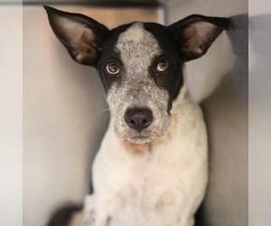 Mutt Dogs for adoption in San Antonio, TX, USA