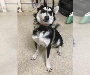 Siberian Husky Dogs for adoption in Riverside, CA, USA