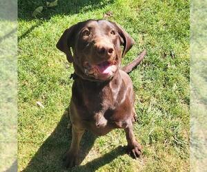 Labrador Retriever Dogs for adoption in Ogden, UT, USA