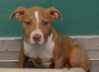 American Pit Bull Terrier Dogs for adoption in Bryan, TX, USA