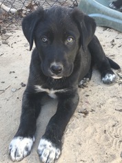 Borador Dogs for adoption in Leesville, SC, USA