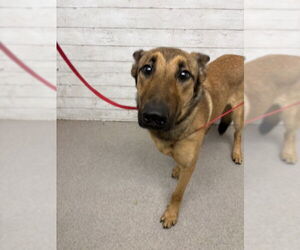 Mutt Dogs for adoption in San Bernardino, CA, USA