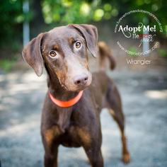 Doberman Pinscher-Unknown Mix Dogs for adoption in Bath, PA, USA