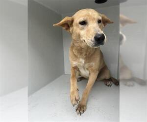 Carolina Dog Dogs for adoption in Houston, TX, USA
